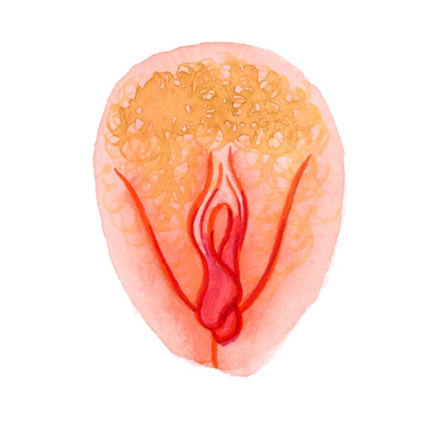 Vulva-galerie
